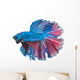 Beautiful Betta Splendens Isolated on White Background Wall Decal