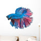 Beautiful Betta Splendens Isolated on White Background Wall Decal