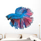 Beautiful Betta Splendens Isolated on White Background Wall Decal