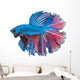 Beautiful Betta Splendens Isolated on White Background Wall Decal
