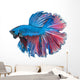 Beautiful Betta Splendens Isolated on White Background Wall Decal