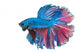 Beautiful Betta Splendens Isolated On White Background Wall Decal