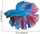 Beautiful Betta Splendens Isolated on White Background Wall Decal