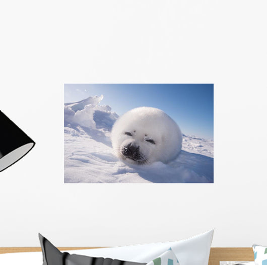 Sleeping White Seal Pup Wall Decal
