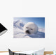 Sleeping White Seal Pup Wall Decal