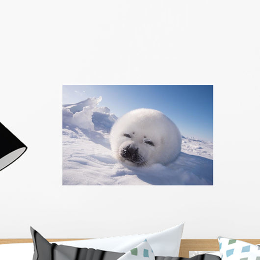 Sleeping White Seal Pup Wall Decal
