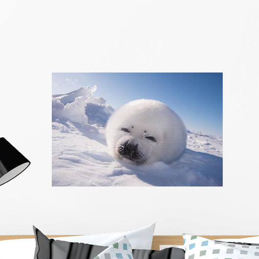Sleeping White Seal Pup Wall Decal