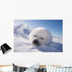 Sleeping White Seal Pup Wall Decal