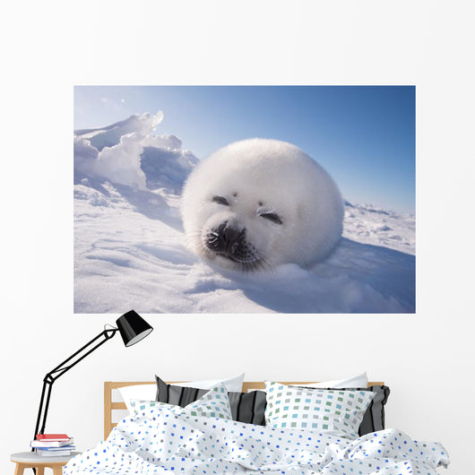 Sleeping White Seal Pup Wall Decal