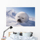 Sleeping White Seal Pup Wall Decal