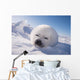 Sleeping White Seal Pup Wall Decal