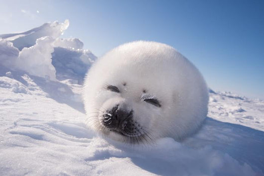 Sleeping White Seal Pup Wall Decal