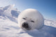 Sleeping White Seal Pup Wall Decal