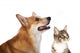 Dog And Cat Wall Decal