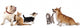 Group Of Dogs And Cat Look Up Wall Decal