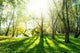 Summer Forest with Sun Wall Decal