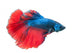 Beautiful Betta Splendens White Wall Decal