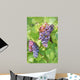 Close up on red grapes with green leaves in a vineyard Wall Mural