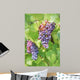 Close up on red grapes with green leaves in a vineyard Wall Mural