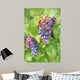 Close up on red grapes with green leaves in a vineyard Wall Mural