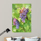 Close up on red grapes with green leaves in a vineyard Wall Mural