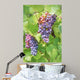 Close up on red grapes with green leaves in a vineyard Wall Mural