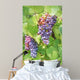 Close up on red grapes with green leaves in a vineyard Wall Mural