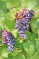 Close Up On Red Grapes With Green Leaves In A Vineyard Wall Decal