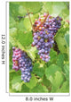 Close up on red grapes with green leaves in a vineyard Wall Mural