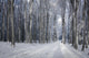 Dreamy Winter Forest with Wall Decal