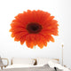 Flower Orange Gerbera White Wall Decal