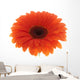 Flower Orange Gerbera White Wall Decal