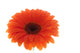 Flower Orange Gerbera White Wall Decal