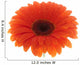 Flower Orange Gerbera White Wall Decal