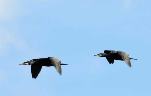 Cormorants Flight Wall Decal