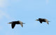 Cormorants Flight Wall Decal