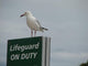 Careful Seagull Wall Decal