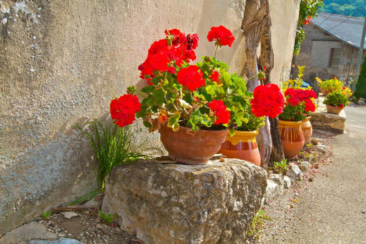 Geraniums Pots Wall Decal
