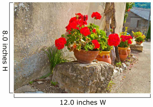 Geraniums Pots Wall Decal