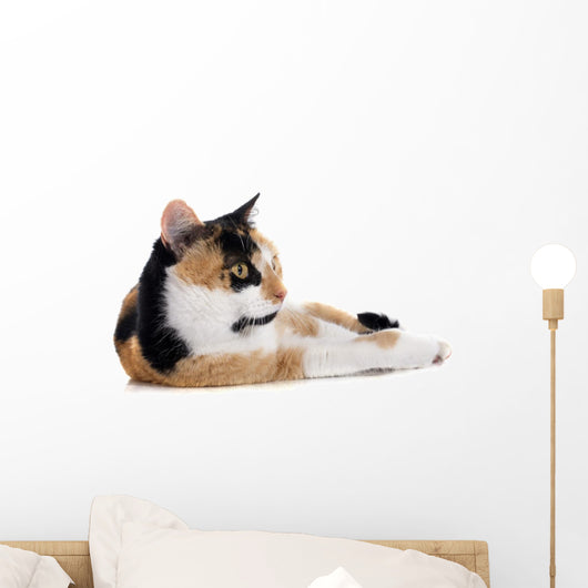 Tricolor Cat Wall Decal