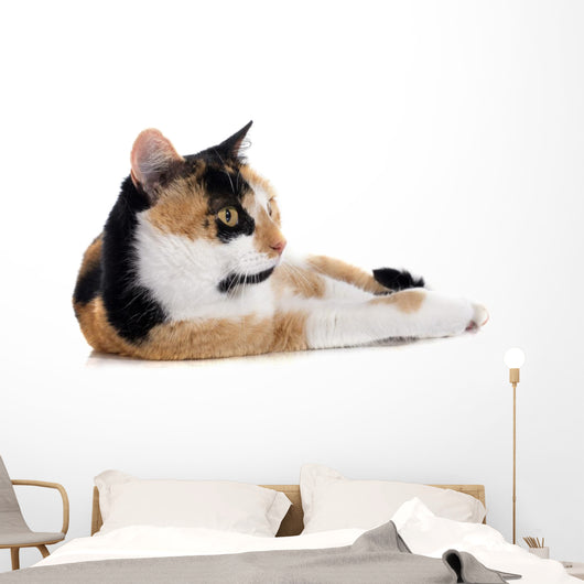 Tricolor Cat Wall Decal