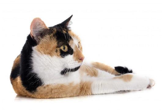 Tricolor Cat Wall Decal