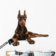 Doberman Wall Decal
