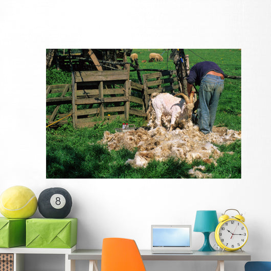 TONTE DUNE CHEVRE ANGORA Wall Mural