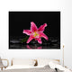 Lying down Pink Lily Wall Decal