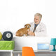 Vet Examines Dog Wall Decal
