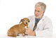 Vet Examines Dog Wall Decal