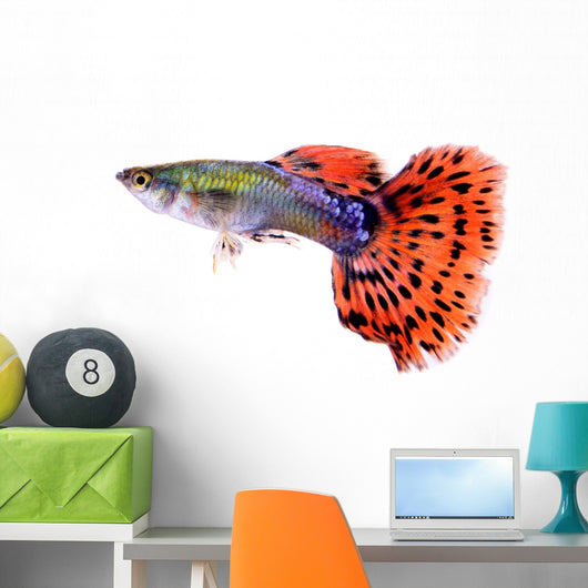 Guppy Fish White Wall Decal