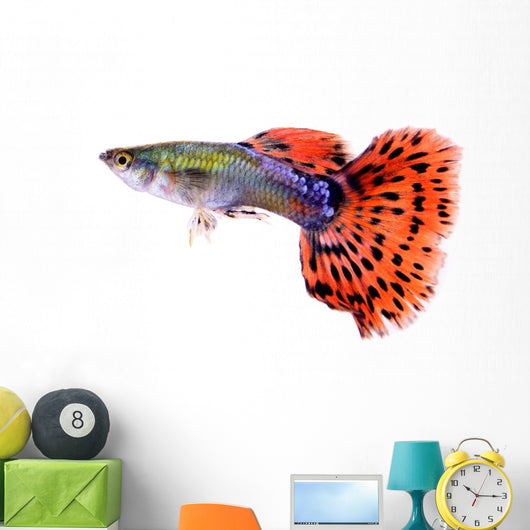 Guppy Fish White Wall Decal
