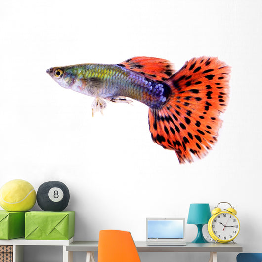 Guppy Fish White Wall Decal